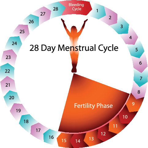 Menstrual Cycle and Pregnancy – Brook