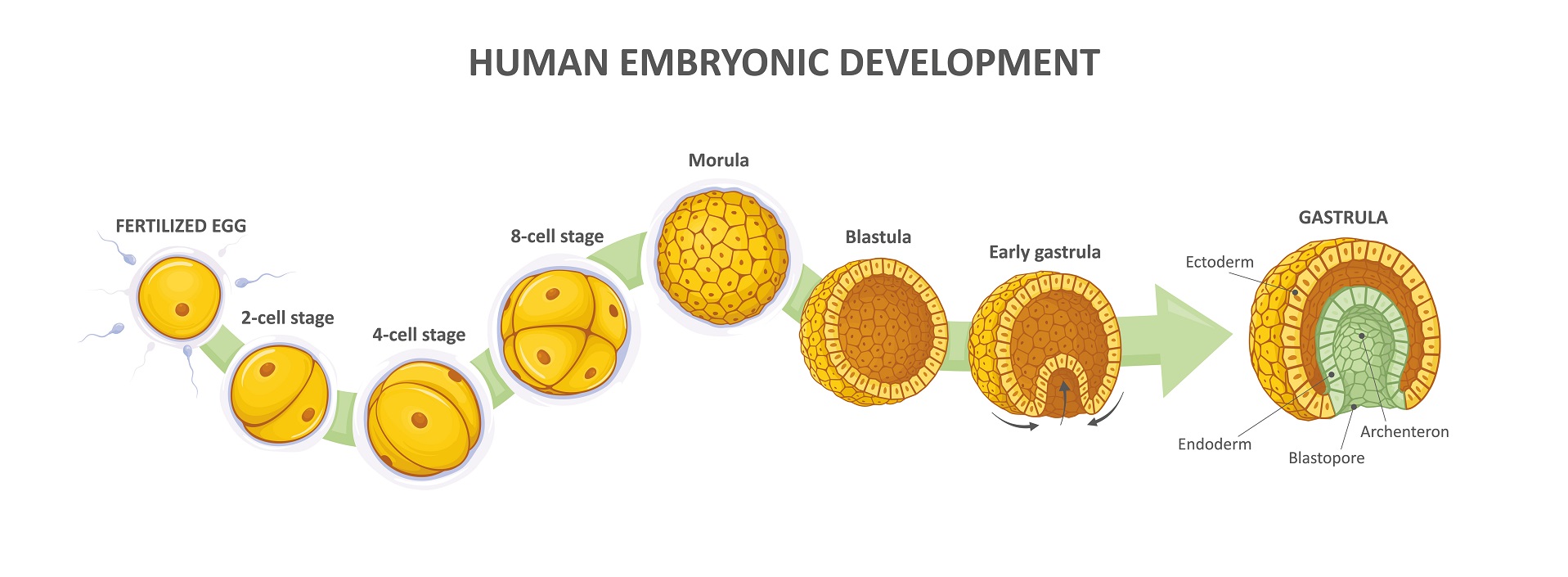 the biology of prenatal development